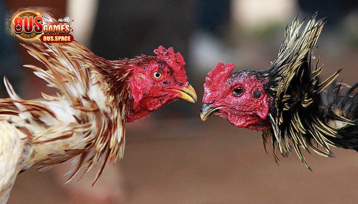 Các hình thức đá gà tại nền tảng