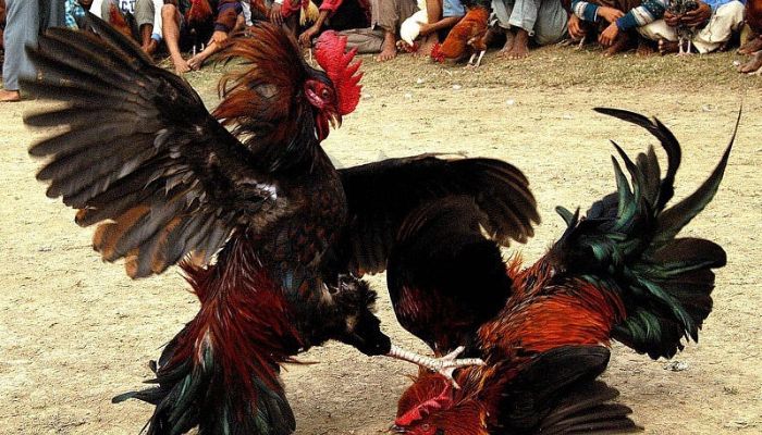 Cách chọn cổng cá độ đá gà uy tín