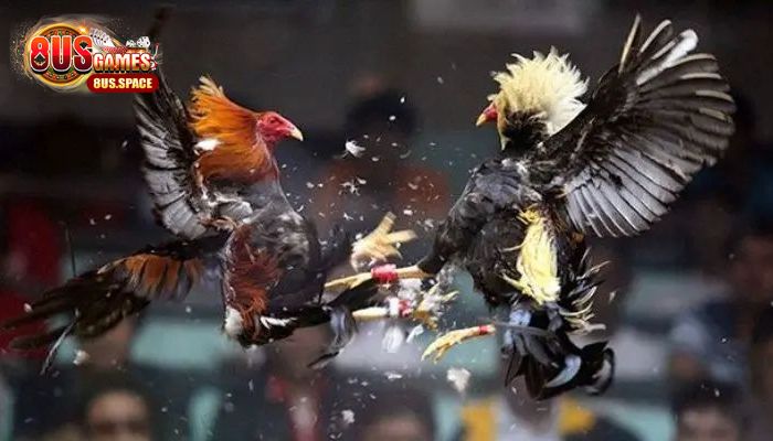 Cổng cá cược đá gà là gì?