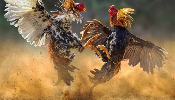 Khái niệm về tướng gà chọi