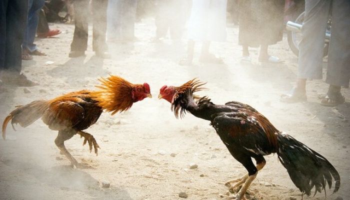 Lưu ý khi xem tướng gà chọi