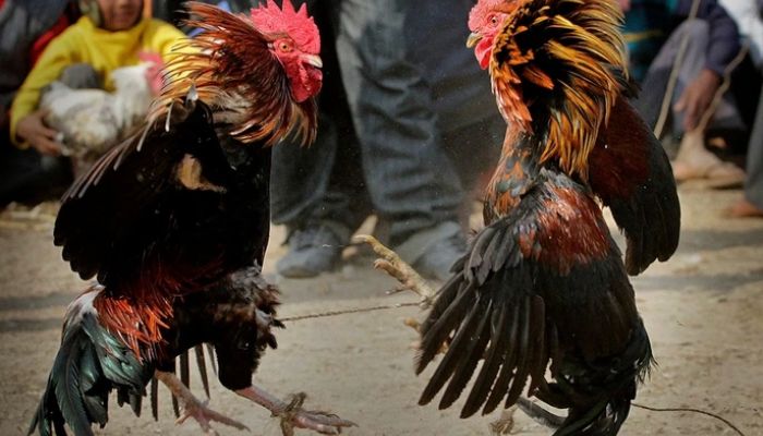 Sự khác biệt đá gà cựa sắt và gà đòn