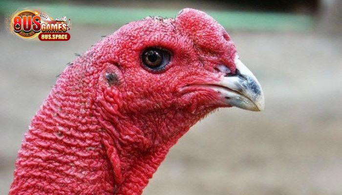 Xem tướng gà chọi qua đầu